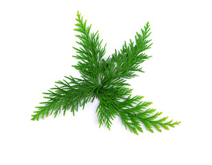 Thuja branch isolated on a white background. Green twig of thuja