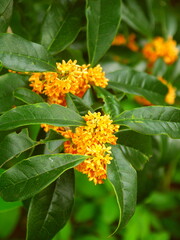 公園の満開の金木犀の花