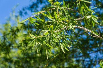 Close-up of Willow oak (Quercus phellos) green foliage under autumn sun against the background of blue clear sky. Public landscape city park Krasnodar or 'Galitsky park' for relaxation and walking