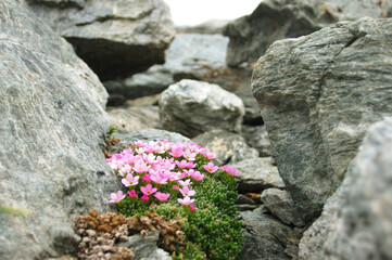 Alpine wild pink flowers in Italy