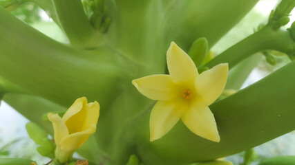 Beautifull close up papaya flowers in the papaya tree
