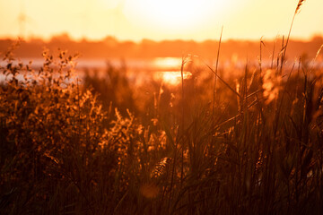 River coast tall grass in sunrise orange vibrant sky colors and rising sun sunbeam. Blurred background