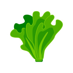 Cool illustration of delicious ripe lettuce vector
