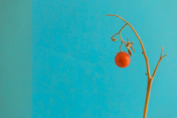 Yellow dry branch with a ripe red tomato is  on a blue background. Concept of diseases of domestic plants, drought. Copy space.