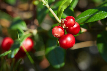 Wild berry cranberries. Closeup of Vaccinium vitis-idaea on the ground. Lingonberries. Berries of wild cowberry