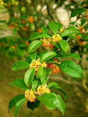 Obraz premium 公園の満開の金木犀