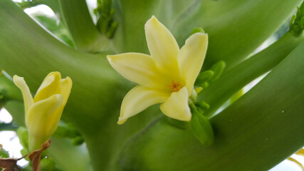 Beautifull close up papaya flowers in the papaya tree