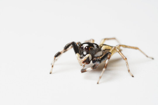 Extreme macro shot of Jumping spider on white background. Jumping spider is very small but have big eyes. Selective focus and free space for text.