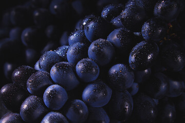 Fototapeta Dark grapes close-up with water drops. Horizontal macro. obraz