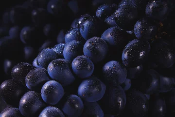 Fotobehang Dark grapes close-up with water drops. Horizontal macro. © Miroslava