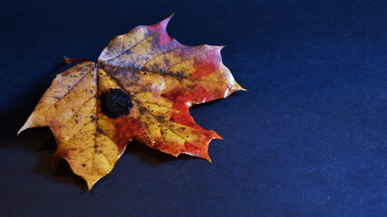 Herbstlaub, ein Blatt vom Ahornbaum auf schwarzem Untergrund mit grünen, gelben und roten Bereichen und schwarzen Flecken