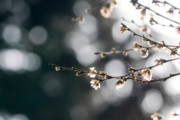 Cherry blossom in full bloom
