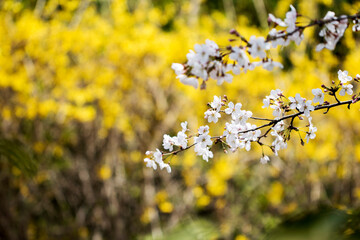 Cherry blossom in full bloom
