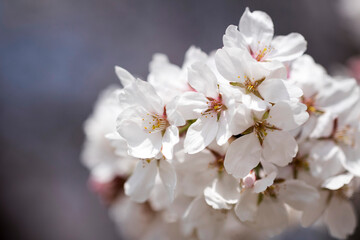 Fototapeta na wymiar Cherry blossom in full bloom 