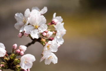 Cherry blossom in full bloom
