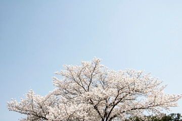 Cherry blossom in full bloom
