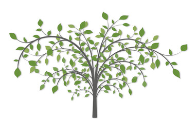 A tree with long curved branches and green leaves on a white background