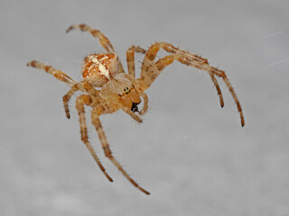 Garden spider, Kreuzspinne (Araneus diadematus)