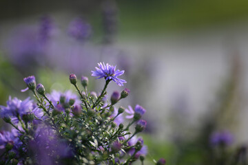 Delicate lilac flowers in the autumn garden