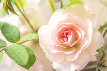 白いバラの花のアップ/マチルダ/モダンローズ