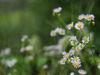 ヒメジョオンの花