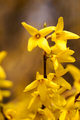 Forsythia flower- tiny golden blossoms in spring time
