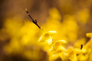 Forsythia flower- tiny golden blossoms in spring time
