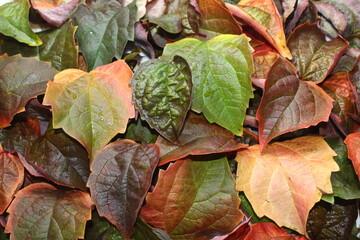 Herbstlaub