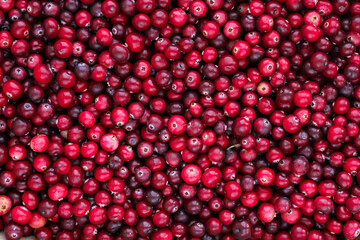 Ripe fresh cranberries as natural, food, berries background	