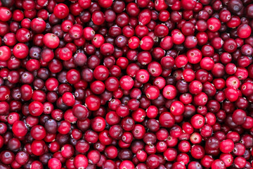 Ripe fresh cranberries as natural, food, berries background	
