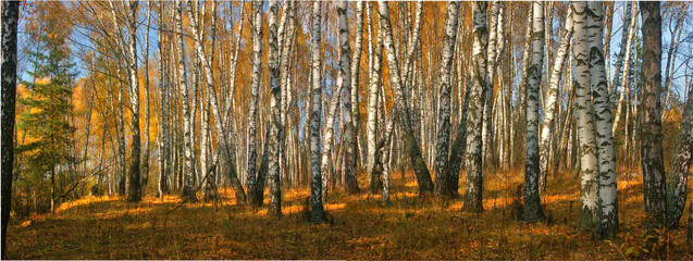 
Birch grove  in autumn near Moscow