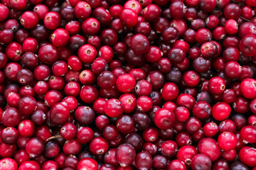 Ripe fresh cranberries as natural, food, berries background	