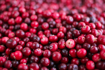 Ripe fresh cranberries as natural, food, berries background	