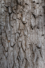 abstract background, tree bark texture