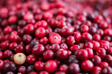 Ripe fresh cranberries as natural, food, berries background	