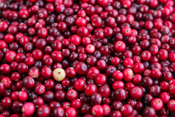 Ripe fresh cranberries as natural, food, berries background	