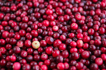 Ripe fresh cranberries as natural, food, berries background	
