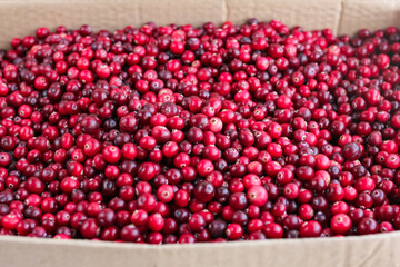 Ripe fresh cranberries as natural, food, berries background	
