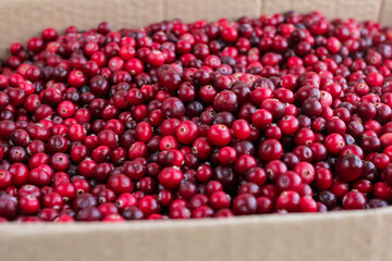 Ripe fresh cranberries as natural, food, berries background	