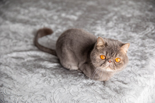 Trimmed cat. gray beautiful cat. a cat's haircut. pet. Exotics cat