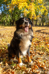 Bernese mountain dog with a lot of yellow  autumn leaves around. Dog walk in the park on the fall