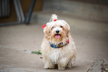 Cute Havanese dog during a walk in her foster home