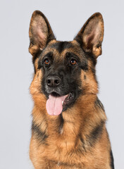 big shepherd dog looks on gray background