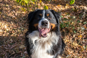 Bernese mountain dog with a lot of yellow  autumn leaves around. Dog walk in the park on the fall