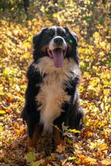 Naklejka na ściany i meble Bernese mountain dog with a lot of yellow autumn leaves around. Dog walk in the park on the fall