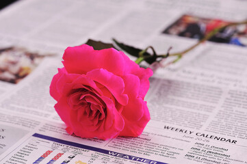 バラと英字新聞