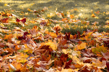 Autumn leaves on the ground fading to grass