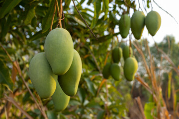 Close up tree with green mango fruit in the garden