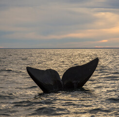 Fototapeta premium Southern Right whale tail, Puerto Madryn, Patagonia, Argentina