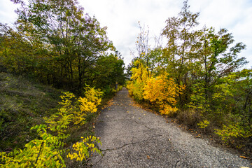 Naklejka premium Autumnal landscape with yellow leaves